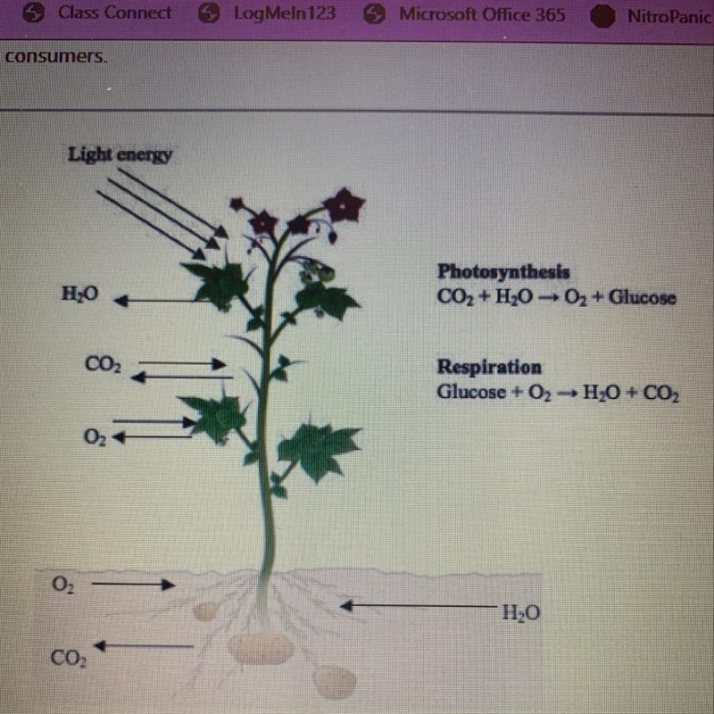 Which statement correctly describes the diagram? A) The process in which glucose is-example-1