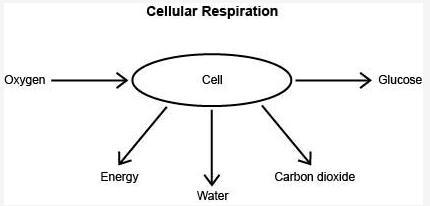 Please help! 10pts A student made the following diagram to represent cellular respiration-example-1