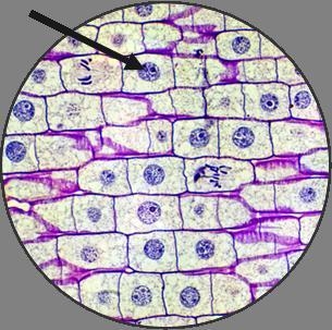 Which structure is the arrow pointing to? What is the function of this organell-example-1