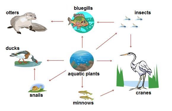 A food web showing the flow of energy through a freshwater ecosystem is shown below-example-1