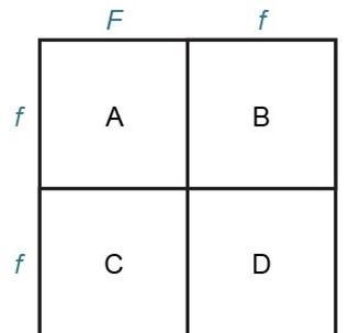 Hey Guys... I need help again... Having freckles (F) is dominant over not having freckles-example-1