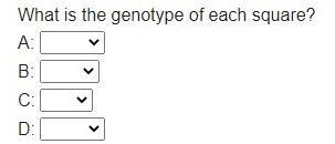 Hey Guys... I need help again... Having freckles (F) is dominant over not having freckles-example-2