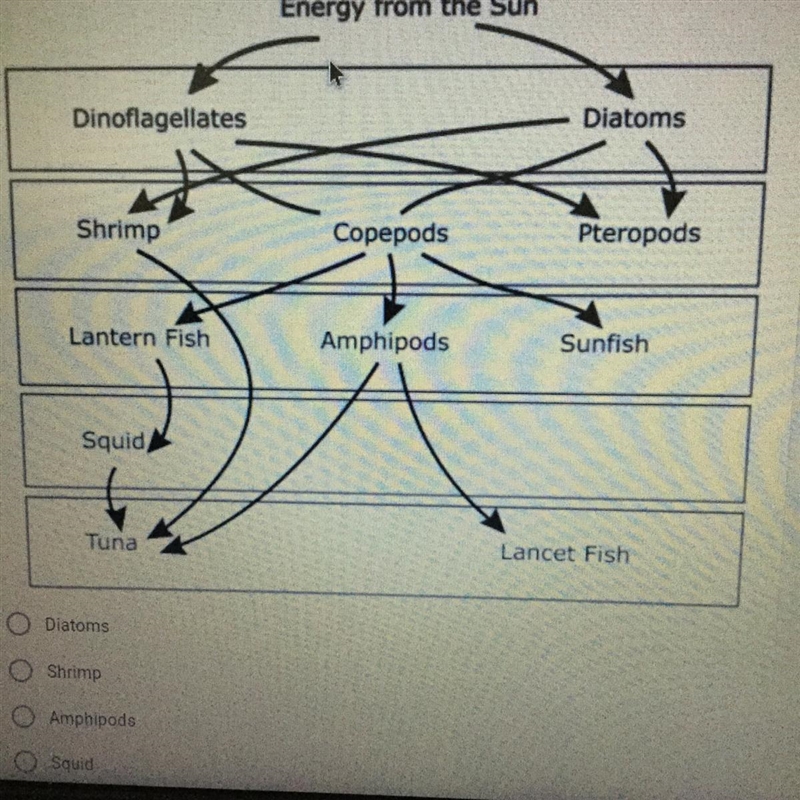 A food diagram is provided. Which of the following organisms depend only on producers-example-1