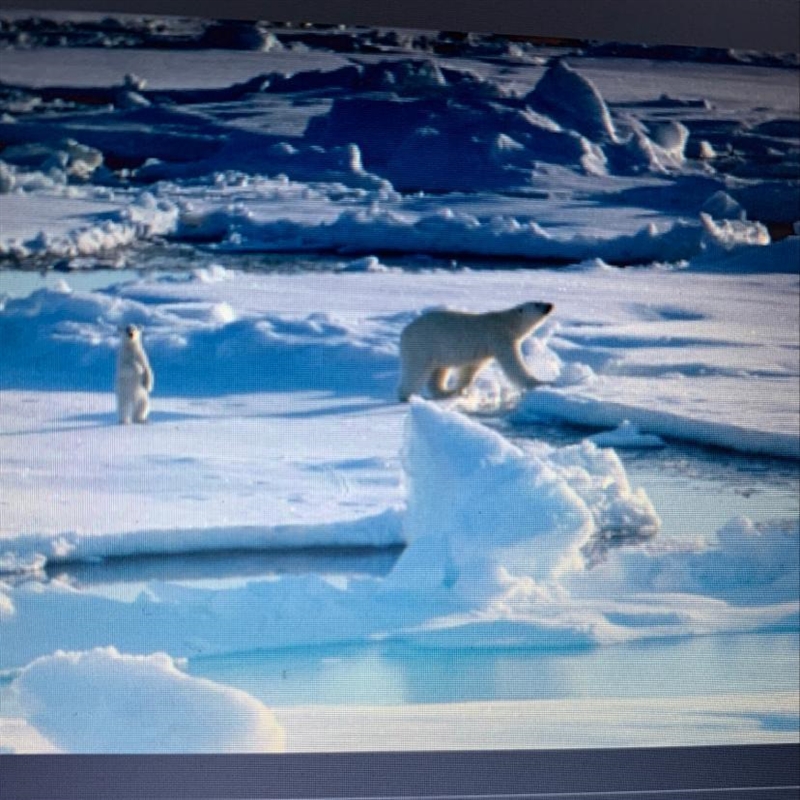 What animals are in the Arctic Tundra?-example-1