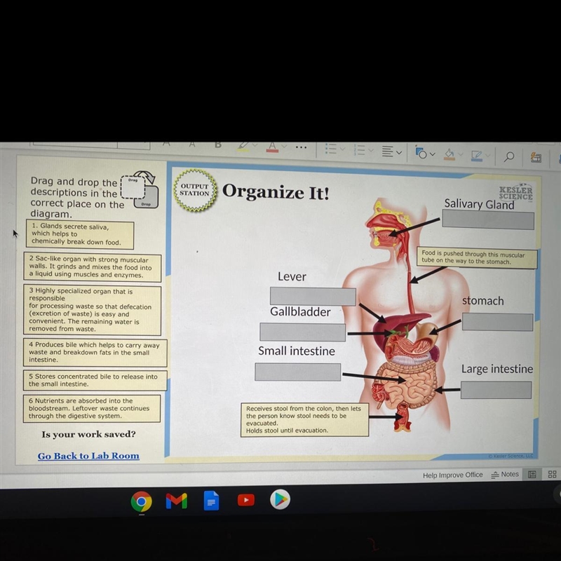 Plz help with this it is the digestive system-example-1