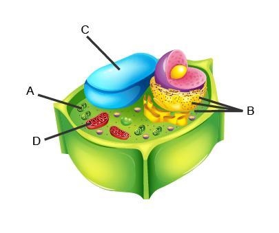 Which two structures produce energy that cells can use-example-1