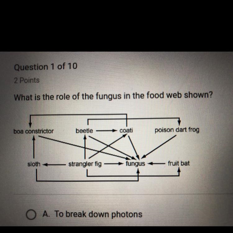 What is the role of the fungus in the food web shown? A. To break down photons B. To-example-1