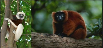 Which of the following is the reason that the lemurs shown below share many traits-example-1