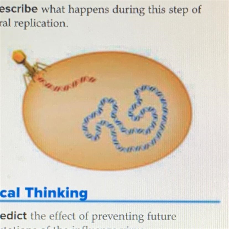 9 Describe what happens during this step of viral replication.-example-1