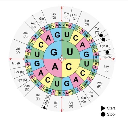 Use the Figure below to translate the following sequence of RNA bases into a chain-example-1