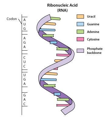 Use the Figure below to translate the following sequence of RNA bases into a chain-example-2