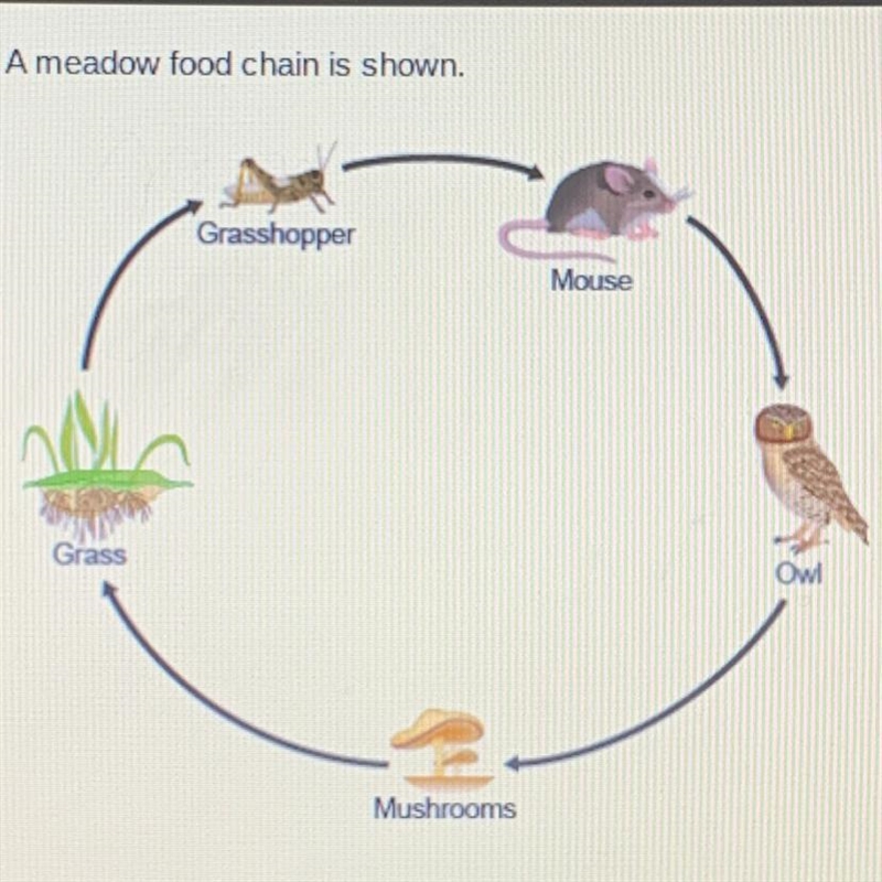 Ameadow food chain is shown. What is the role of the mouse? Grasshopper primary consumer-example-1