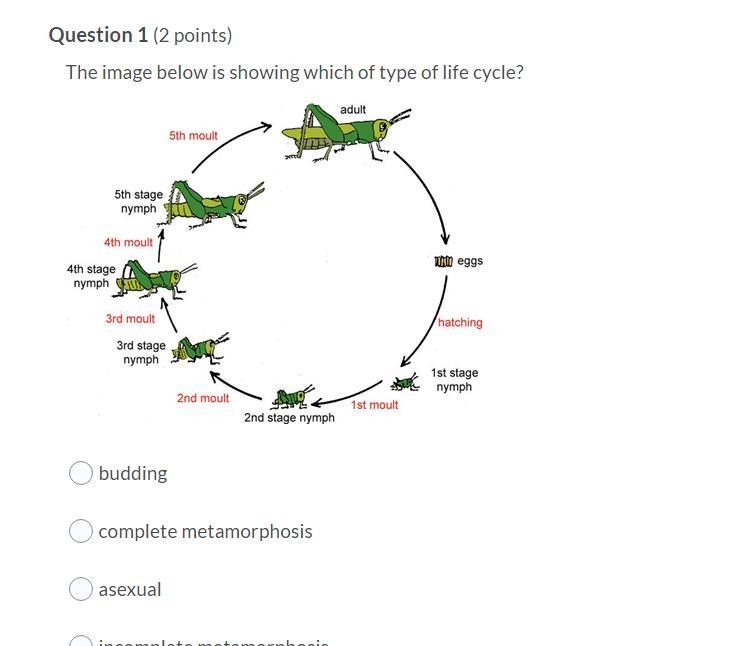 The image below is showing which of type of life cycle? Question 1 options: budding-example-1