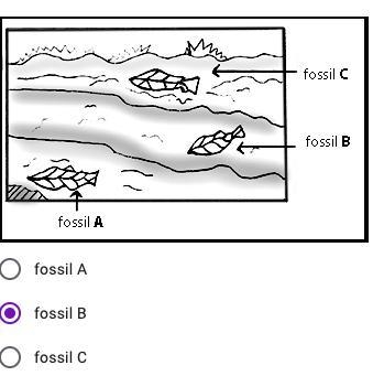 Which fossil is the youngest?-example-1