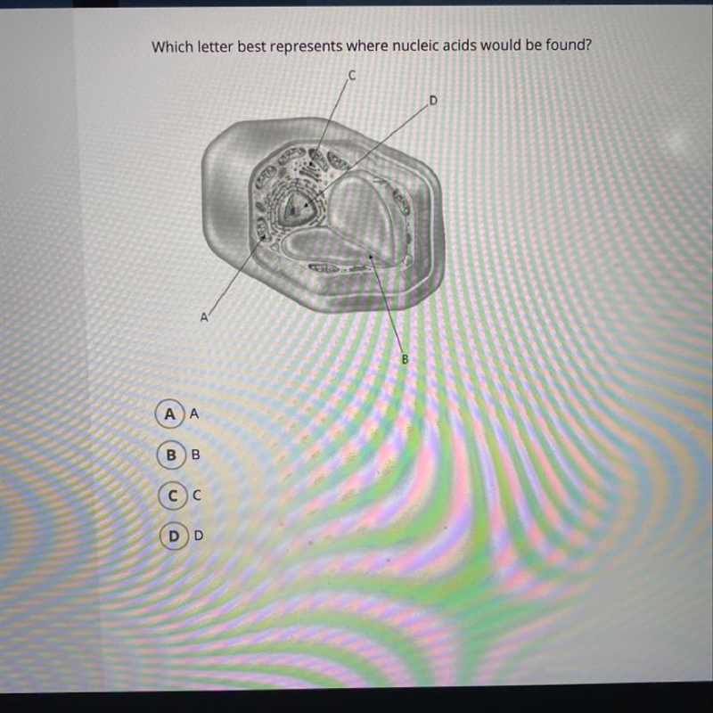 Which letter Best represents where nucleic acids would be found-example-1