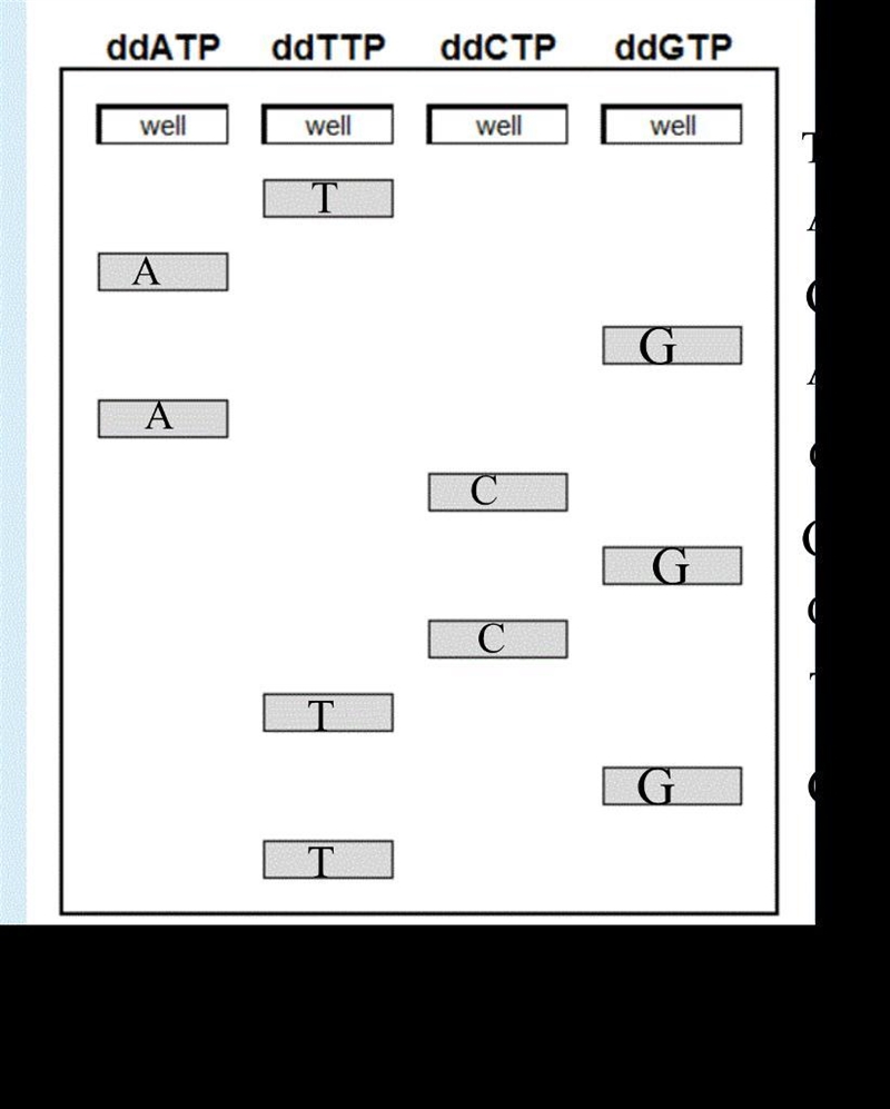 Write out the base sequence that is added directly after the primer. In order for-example-1