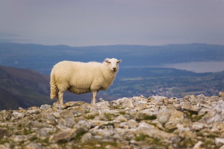 The sheep in the image below is an example of which of the following? balanced space-example-1