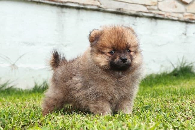 Is a Shiba Inu fluffier than a Pomeranian or is a Shiba Inu fluffier than a Pomeranian-example-2