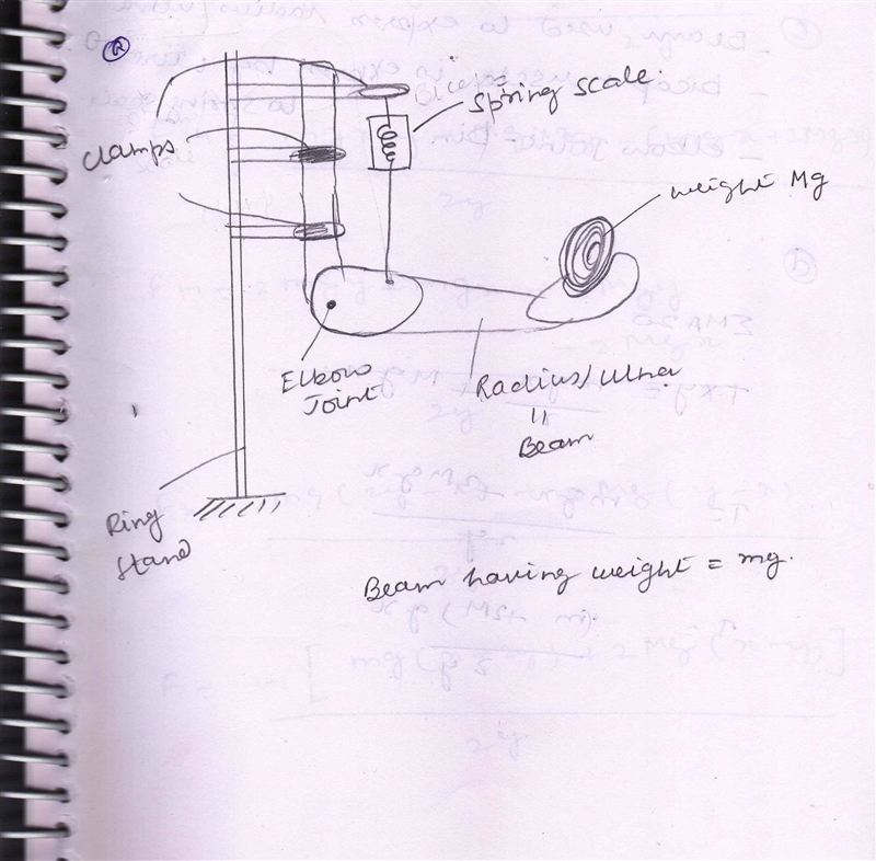 Your task is to design and build an apparatus that replicates the lower arm and biceps-example-1