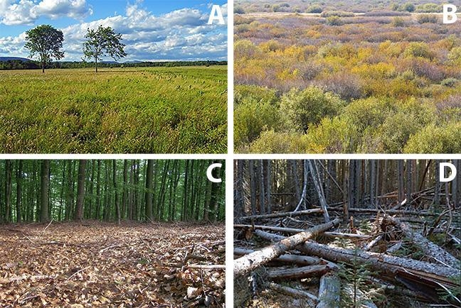 Which vegetation type do you think will cause fire to spread the fastest? Explain-example-1