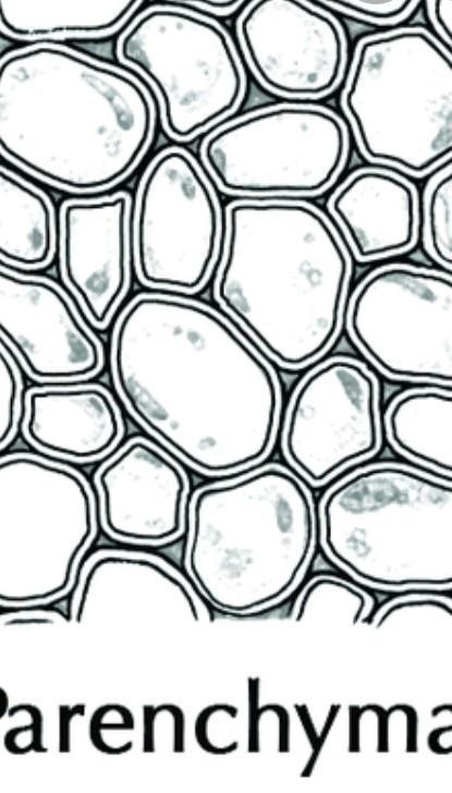 Drow well diagram of pranchyma tissue​-example-1