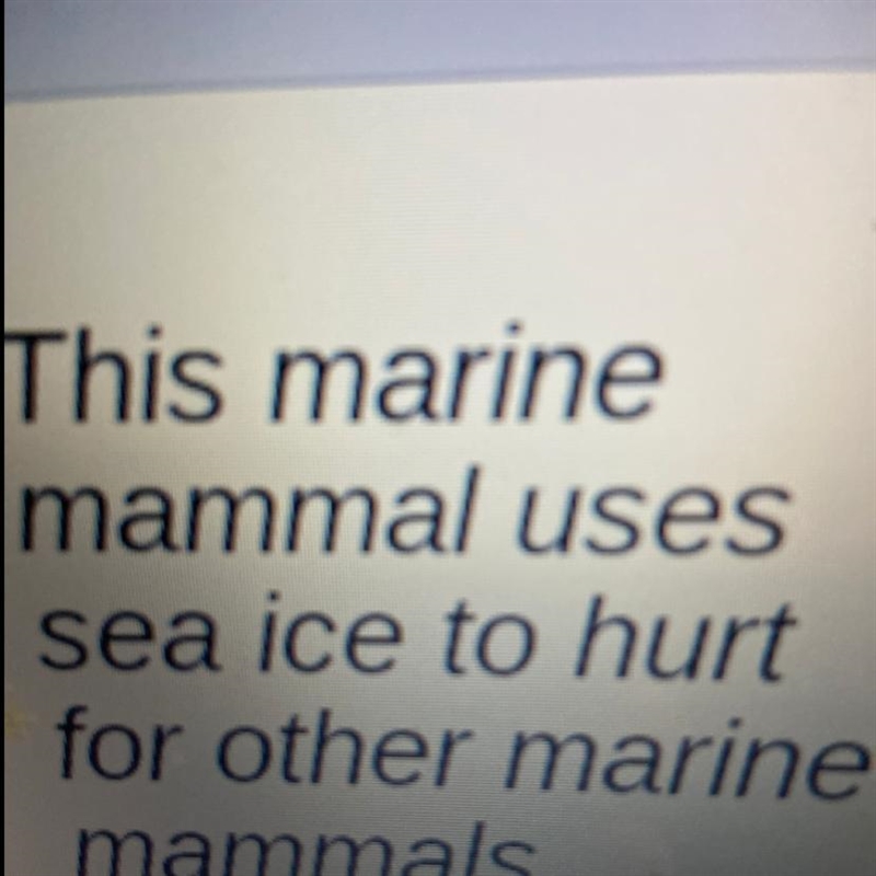 This marine mammal uses sea ice to hurt for other marine mammals It’s a scavenger-example-1