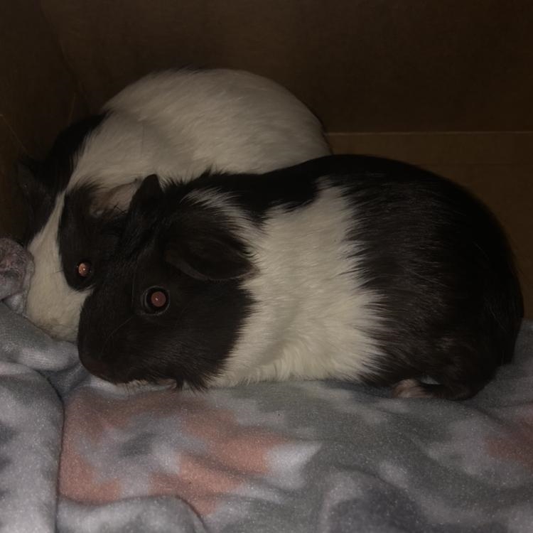 Yall i need some girl name ideas! For my 2 new rescue guinea pigs! They are brown-example-1