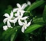 What is the name of pakiatan national flower-example-1