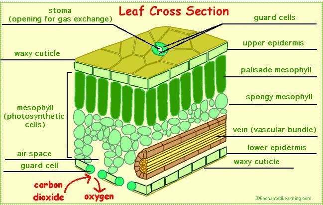 Draw a well labelled diagram of internal structure of the leaf​-example-1