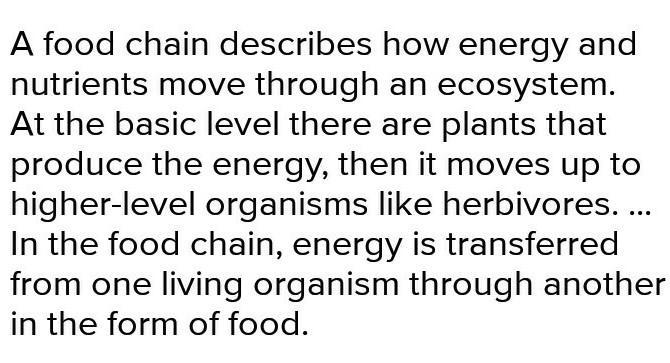 Write about how you are affected by the food chain​-example-1