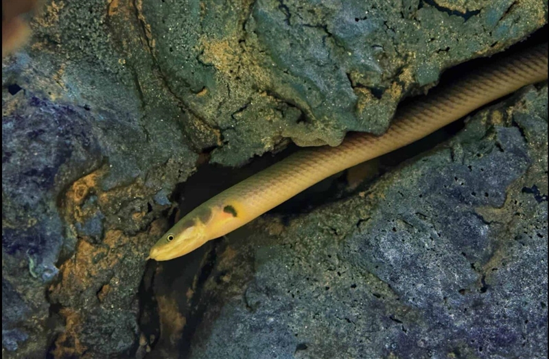 A fish which look like a snake​-example-1