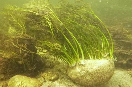 What does the phrase “grew thick and dense like riverweed” mean-example-1