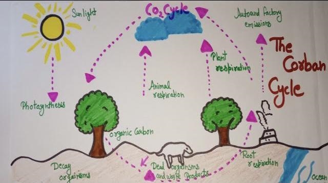 If your good at drawing pls help draw the carbon cycle and the oxygen cycle-example-1