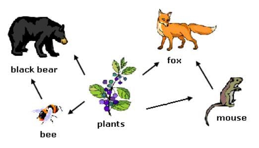 What would most likely happen in the ecosystem shown in the above food web if the-example-1