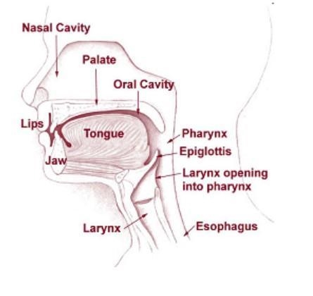 Look at the text feature. The text feature can best be described as a diagram. a map-example-1