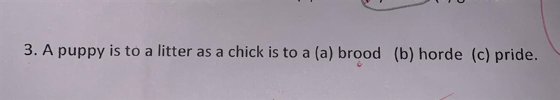 A puppy is to litter as a chick is to (a) brood (b) horde (c) pride-example-1