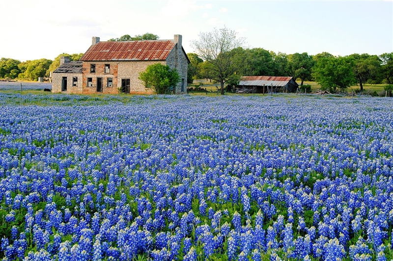 What plant is this A. Lavender B. Iris C. Dandelion D. Daisy-example-1