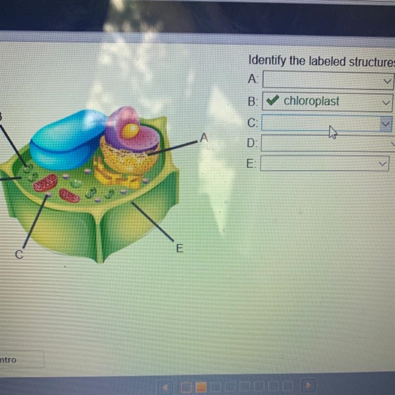 Identify the labeled structures-example-1