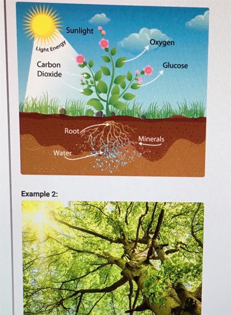 How do the two examples differ in their approach to similar subject matter? A. Example-example-1