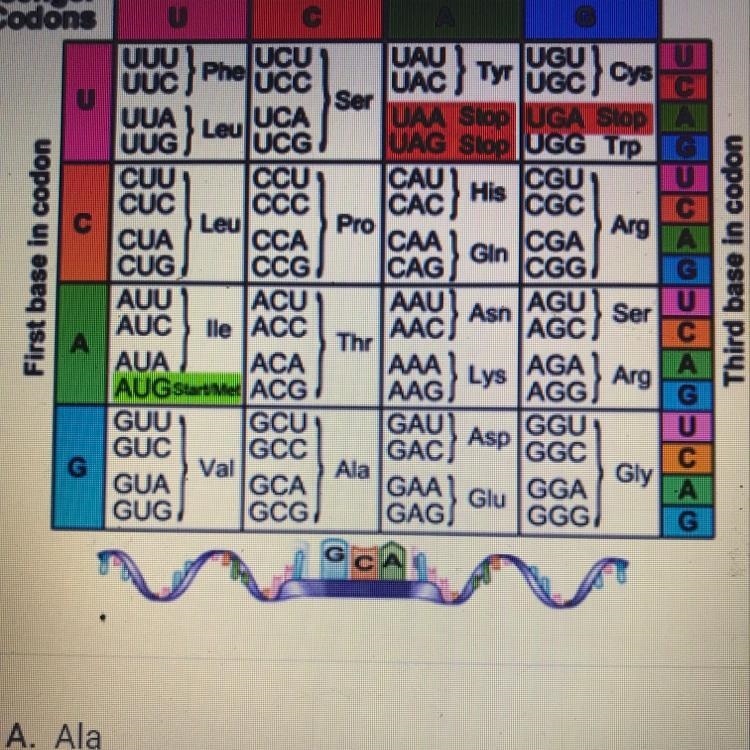 A strand of mRNA has the bases guanine-cytosine-uracil. Which amino acid corresponds-example-1