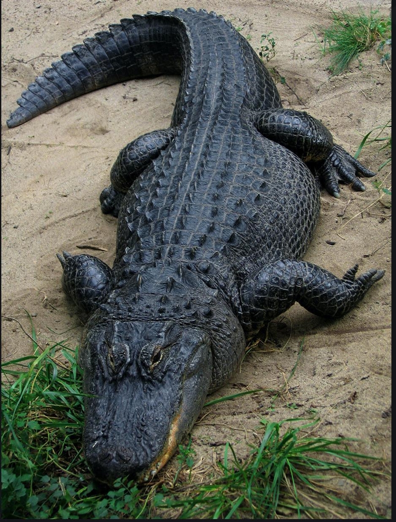 Correctly label each picture as an alliaator, a crocodile, or a ghoral.​-example-1