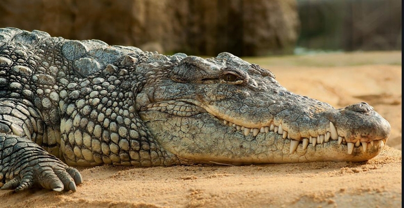 Correctly label each picture as an alliaator, a crocodile, or a ghoral.​-example-2