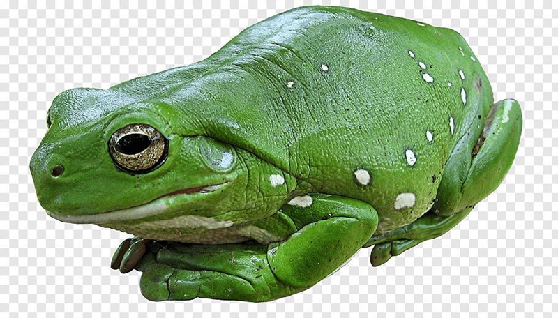 Is this a frog or a toad?-example-1