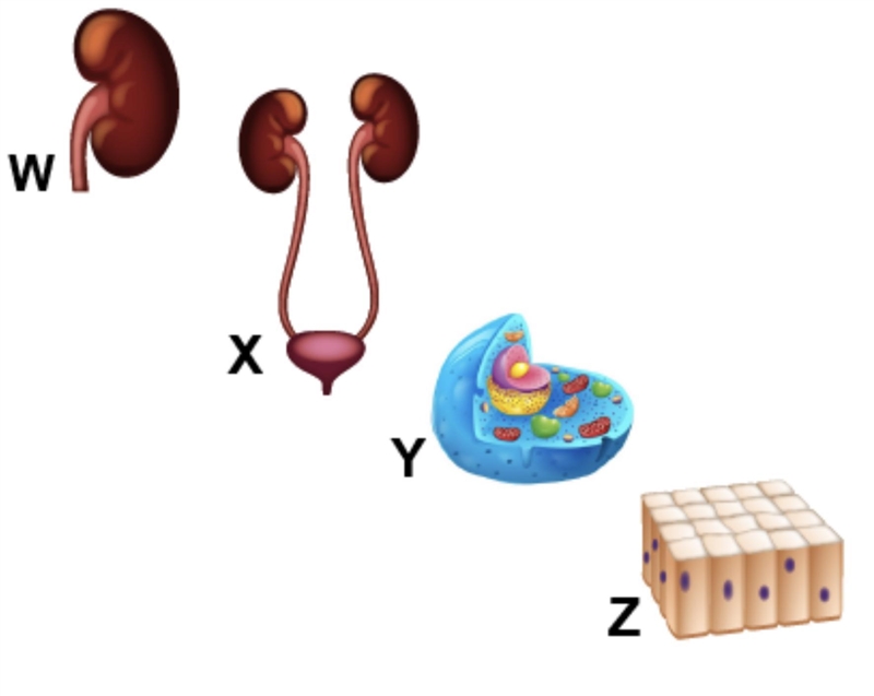 The diagram shows structures that represent different levels of organization in a-example-1