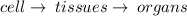 cell\rightarrow\:tissues\rightarrow\:organs