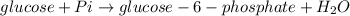 glucose+Pi\rightarrow glucose-6-phosphate+H_2O