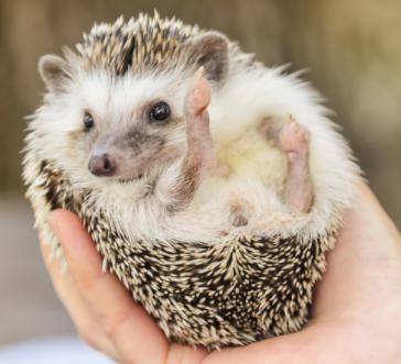 I'm getting a hedgehog tomorrow! I think it's name should be Dew (It's a boy) what-example-1