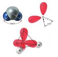 The electronegative oxygen that is central to a water molecule is __________ bound-example-1