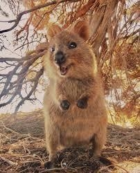 What is a quokka and what animal family does it belong to-example-3