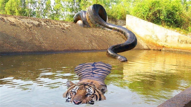 Find a tiger fighting a big snake-example-1